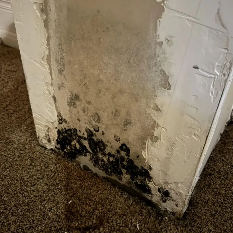 Professional Mold Removal in Greensburg, KY